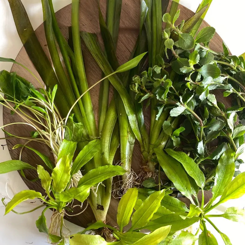 Gravel Substrate Live Aquarium Plant Bundle- Swords, Stem Plants, Val, & Crypt. Natural Decor for Freshwater Tanks.