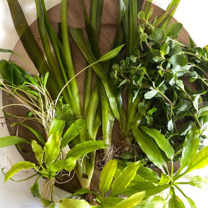 Gravel Substrate Live Aquarium Plant Bundle- Swords, Stem Plants, Val, & Crypt. Natural Decor for Freshwater Tanks.