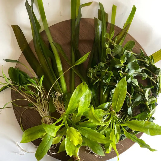 Gravel Substrate Live Aquarium Plant Bundle- Swords, Stem Plants, Val, & Crypt. Natural Decor for Freshwater Tanks.