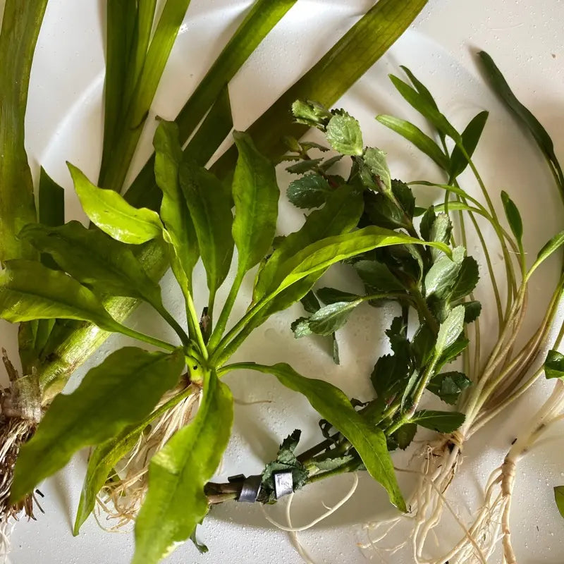 Gravel Substrate Live Aquarium Plant Bundle- Swords, Stem Plants, Val, & Crypt. Natural Decor for Freshwater Tanks.