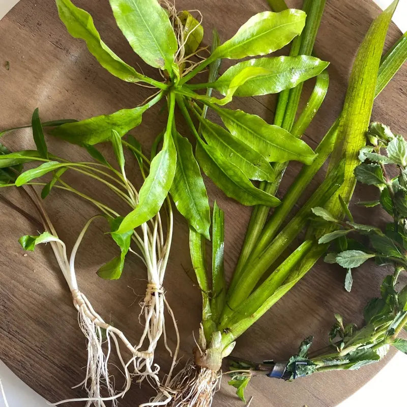 Gravel Substrate Live Aquarium Plant Bundle- Swords, Stem Plants, Val, & Crypt. Natural Decor for Freshwater Tanks.