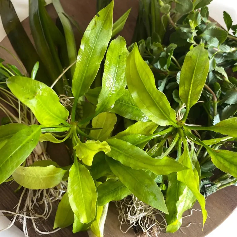 Gravel Substrate Live Aquarium Plant Bundle- Swords, Stem Plants, Val, & Crypt. Natural Decor for Freshwater Tanks.