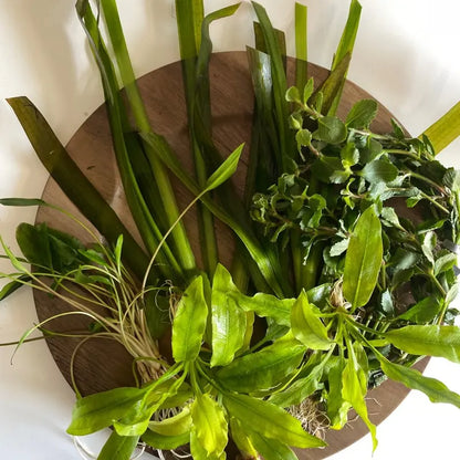 Gravel Substrate Live Aquarium Plant Bundle- Swords, Stem Plants, Val, & Crypt. Natural Decor for Freshwater Tanks.