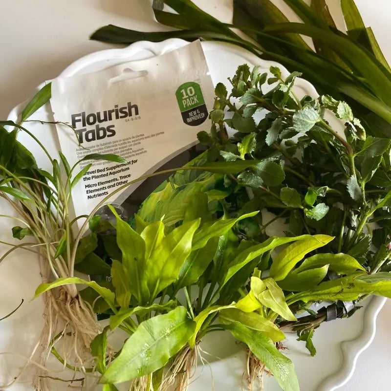 Gravel Substrate Live Aquarium Plant Bundle- Swords, Stem Plants, Val, & Crypt. Natural Decor for Freshwater Tanks.